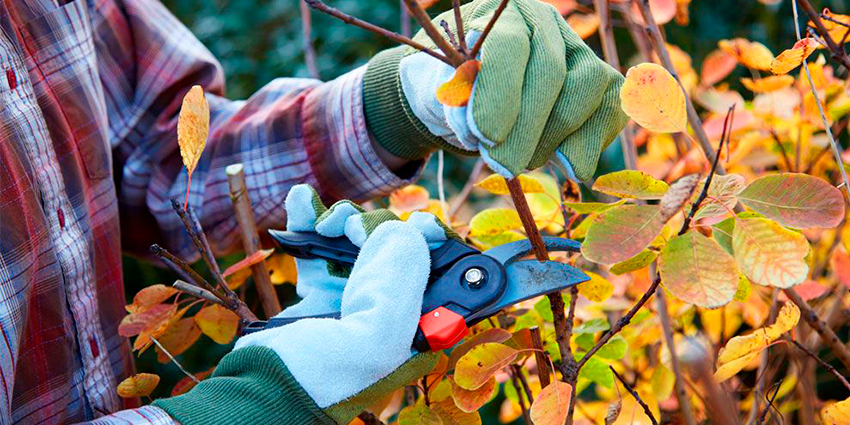 обрізка гілок секатором