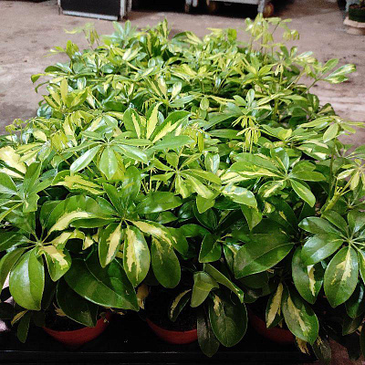 Растение Шеффлера 13х35 Gerda