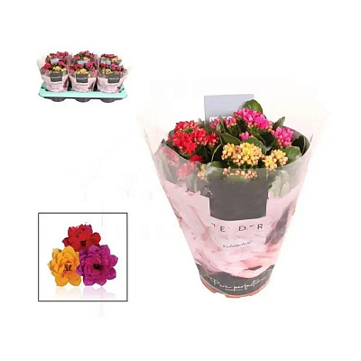 Рослина Каланхоє каландіва 15*25 (мікс в одному горщику)