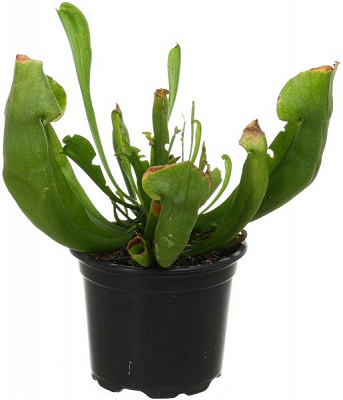 Рослина Сараценія 9х15 см .