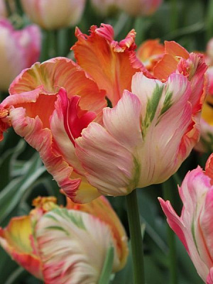 Цибулина TUBERBULB Export B.V. тюльпана папугового Апрікот Паррот 3 шт.