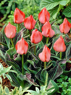 Луковица тюльпана Грейга Ораторио 3 шт. 