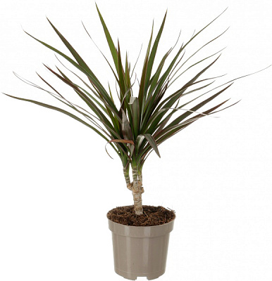 Растение комнатное Драцена Маджента d8/h30