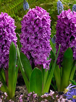 Цибулина гіацинта Місс Сайгон 2 шт.