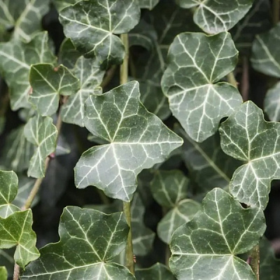 Рослина Плющ звичайний Thorndale (K23-S23 h40-60 C2)