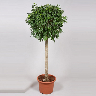 Растение Фикус бенджамина 35*150 на стволе Р11385