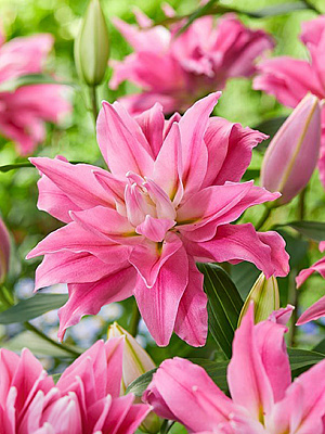 Луковица VWS EXPORT – IMPORT OF FLOWERBULBS B.V. лилии восточной махровой Каданго 1 шт.