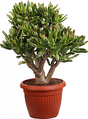 Растение Красула d13