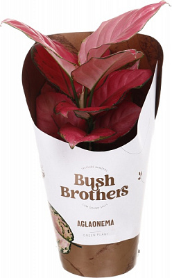 Растение комнатное Аглаонема 12/35 Суматра