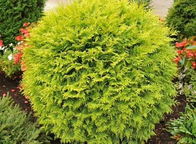 Растение Туя/ Thuja occidentalis Globosa Aurea С3, D15-20