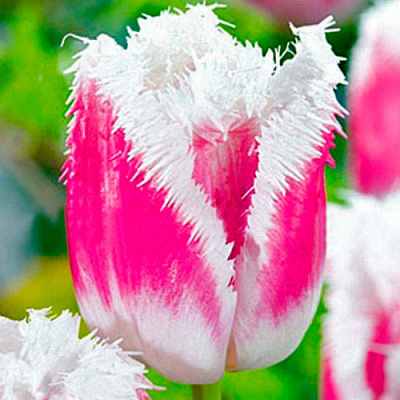 Луковица Яскрава бахромчатый Siesta 3 шт. 