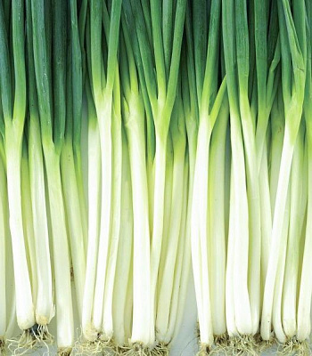 Семена Професійне насіння лук-резанец Винтер Силвер на перо 200 шт. (4823058208640)