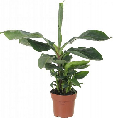 Рослина Банан Tropicana 12/30