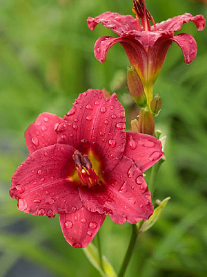 Кореневище Heemskerk Vasteplanten B.V. лілійника Сілоам Ред Той 1 шт.