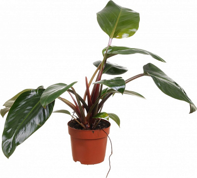 Рослина Філодендрон Red Beauty d14 h45