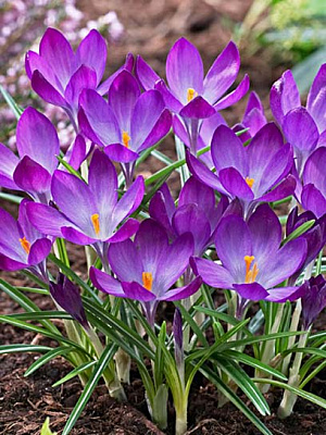 Бульбоцибулина крокуса ботанічного Рубі Джаєнт 5 шт.