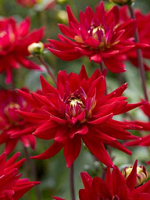 Коренебульба жоржини кактусової Карма Пьорпл Корона 1 шт.