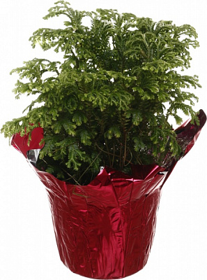 Растение комнатное Селагинелла новогодняя цветная упаковка d9/h15