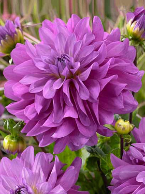 Корнеклубень TUBERBULB Export B.V. георгины декоративной Блутифул 1 шт. 