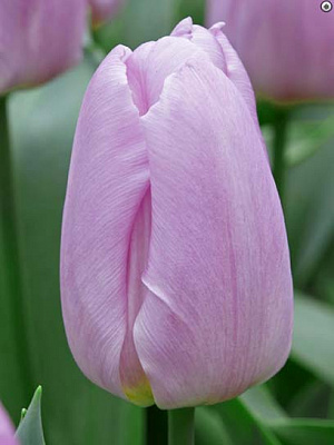 Луковица тюльпана простого раннего Лайт Пинк Принс 3 шт. 