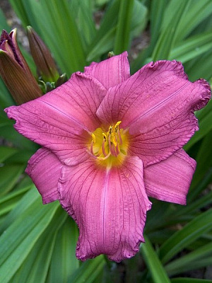 Корневище лилейника Перпл Флайт 1 шт. 