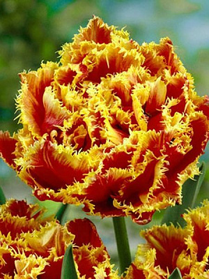 Луковица TUBERBULB Export B.V. тюльпана бахромчатого махрового Голд Даст 3 шт. 