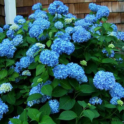 Растение Гортензия крупнолистная С4, С3