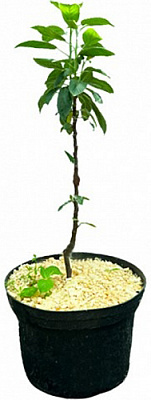 Саджанець Яблуня/Груша в асортименті 1 шт