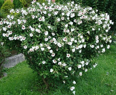 Растение Гибискус сирийский h ibiscus syriacus h 70-80 см