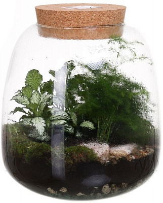 Рослина декоративна Тераріум у пляшці 19/20