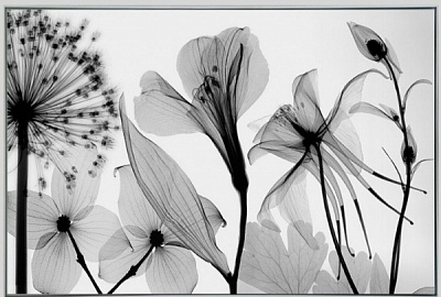 Картина на полотні Black flower 55x80 см ТЕРРАВОЛ