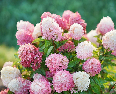 Растение Гортензия метельчатая Долли С5