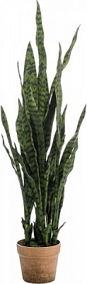 Растение Сансевиерия 24/100 