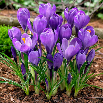 Луковица Яскрава Крокус крупноцветковый Grand Maitre 5 шт. 