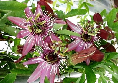 Растение Пассифлора микс d15/h65