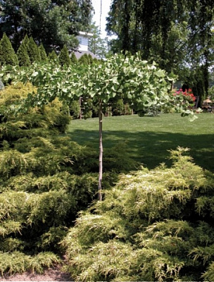 Рослина Гінкго білоба / Ginkgo biloba Pendula, С12 Ра