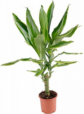 Растение комнатное Драцена фрагранс коаст штамб