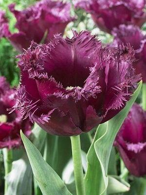 Цибулина TUBERBULB Export B.V. тюльпана бахромчастого Горілла 3 шт.