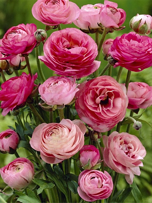 Коренебульба жовтця рожевого 5 шт.