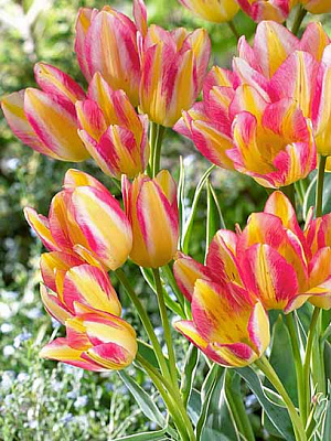 Луковица тюльпана триумф Антуанет 3 шт. 