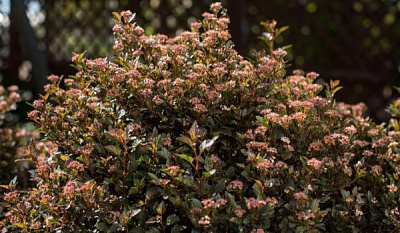 Растение Пузыреплодник/ Physocarpus opulifolius Little Jevel С2, H 30-40