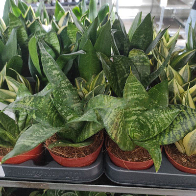 Растение Сансевиерия 9х30 микс