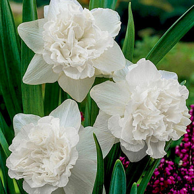 Растение Нарцисс 12x15 махровый белый