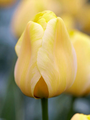 Луковица тюльпана Дарвина Яп Гроот 3 шт.