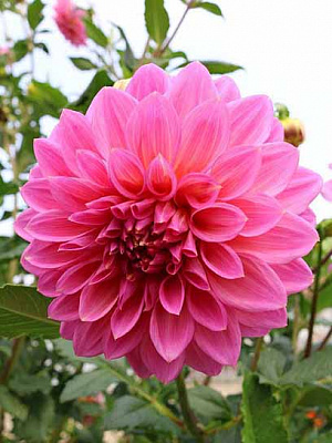 Корнеклубень георгины декоративной Роселла 1 шт. 