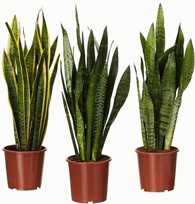 Рослина кімнатна Сансевієрія d12/36