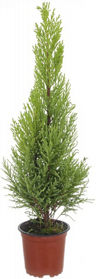 Рослина Ципрессус Goldcrest Wilma 10x35 см