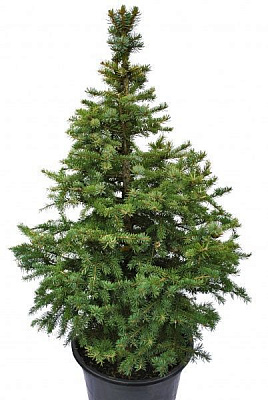 Ялинка жива колюча 1,0-1,1 м