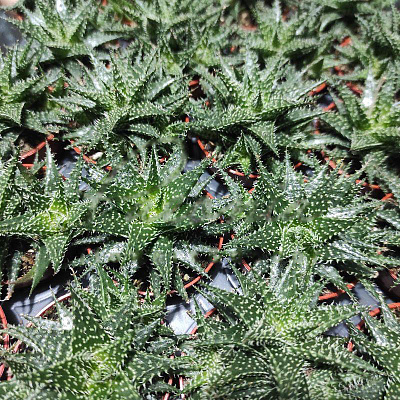 Растение Гастерия 5х10 Pepe