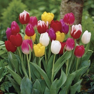 Луковица Яскрава Тюльпан триумф Смесь 3 шт. 